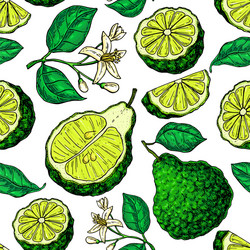 Bergamot seamless pattern drawing isolated Vector Image