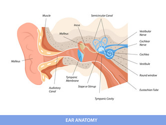 human ear structure anatomical diagram vector