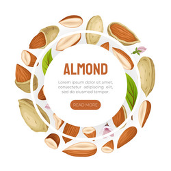 Almond nut banner design with kernel in shell vector