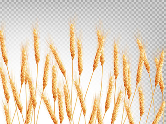 ears of wheat horizontal pattern eps 10 vector image