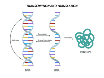 Dna Rna Protein Vector Images (over 100)