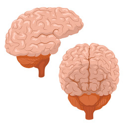 Pink brain side view Royalty Free Vector Image