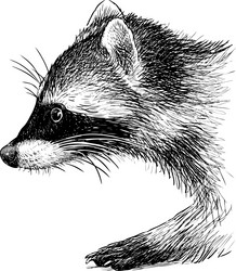Raccoon Portrait Sketch vector