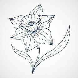 Drawn Daffodil Blossom Vector Image