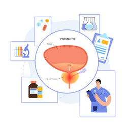 man reproducive system problems vector image