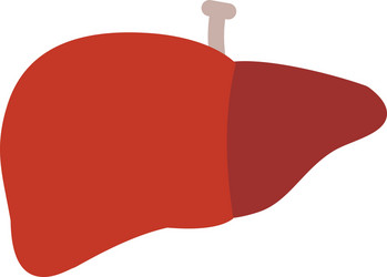 Human liver icon flat style Royalty Free Vector Image