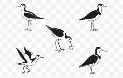 print comprehensive sandpiper line art set vector image
