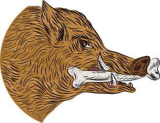 Razorback Head Vector Images (over 460)