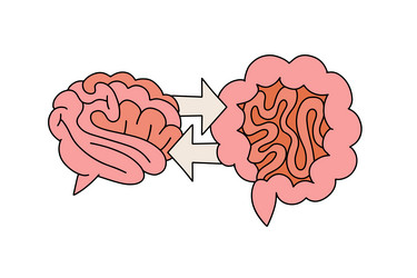 Gut brain connection with arrows vector