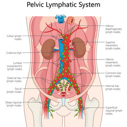 Arm muscles structure diagram medical science Vector Image