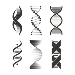 dna icon chromosome strand symbol set design vector