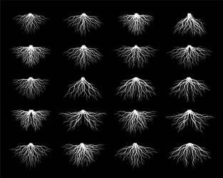 Set of white roots Royalty Free Vector Image - VectorStock