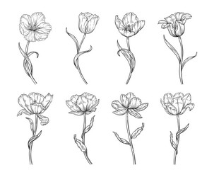 tulip flowers set in line art style Vector Image