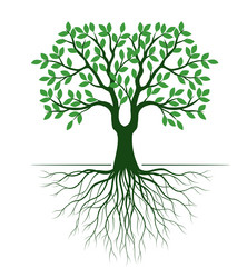 shape of green tree with leaves and roots vector image