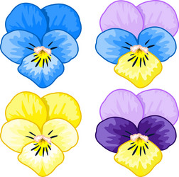 set of pansy vector