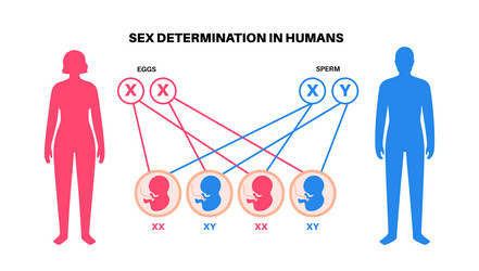 Sex determination in humans vector