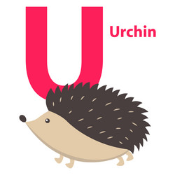 barbed cute urchin on alphabet poster character u vector