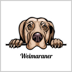 Beautiful Weimaraner Head Portrait Vector Image