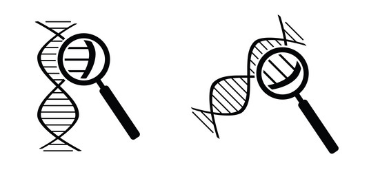 dna with magnifying glass string double helix vector image