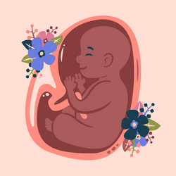 Hand drawn fetal development set Royalty Free Vector Image