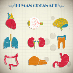 Internal human organs flat icons set Royalty Free Vector