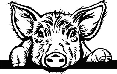 Hand-Drawn Pig Head Sketch Vector Image