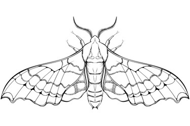 Moth Tattoo Vector Images (over 3,000)
