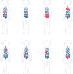Internal organs in female body Royalty Free Vector Image
