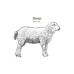 White sheep farm hand drawn sketch Royalty Free Vector Image