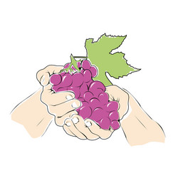 Hands holding a brunch of grapes with leaf vector