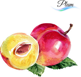 Hand drawn watercolor painting fruit plum on white