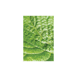 green leaf macro texture background bumpy rough vector image