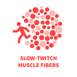 slow twitch red muscle fiber tissue vector