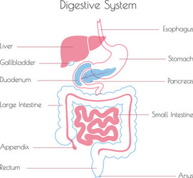 Human Digestive System In Flat Cartoon Style Vector Image