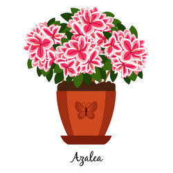 Azalea plant in pot icon vector