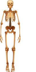 Realistic human skeletal system infographics Vector Image