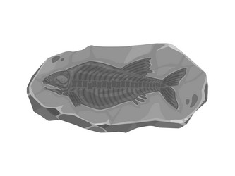 ancient extinct fish fossil imprint in stone vector image