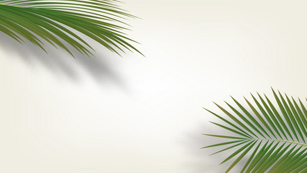 3d palm branches with shadows in the corners vector