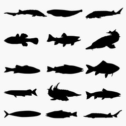 Fish Silhouettes - Aquatic Collection Vector Image