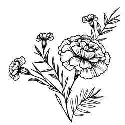 vintage marigold drawing outline Vector Image