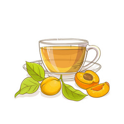 Apricot tea vector