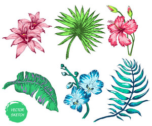 tropical flowers and palm Vector Image