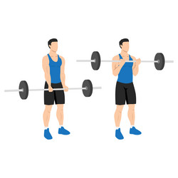 Barbell curls exercise standing bicep curl Vector Image
