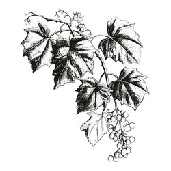 ivy drawing isolated hand drawn engraved style vector