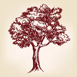 Vintage nature - tree of life Royalty Free Vector Image