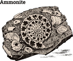 Ancient Ammonite Fossil Fragment vector image