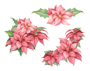Red Christmas Poinsettia Watercolor Vector Image