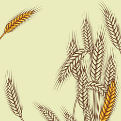 Sweet golden ripe corn Royalty Free Vector Image