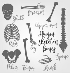 Human skeleton bones Royalty Free Vector Image