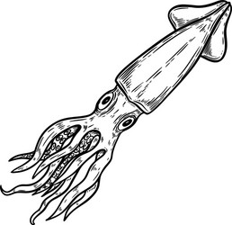 squid on white background design elements vector image